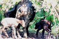 Pirschfahrt im Mkhaya Wildreservat