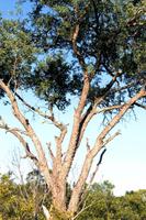 Mkhaya Baum = Warzenbaum