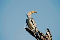 Gelbschnabeltoko = Flying Banana