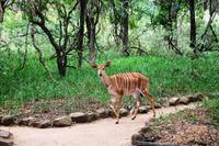 Mkhaya Wildreservat - Stone Camp