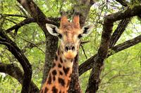 Pirschfahrt im Mkhaya Wildreservat - Giraffe