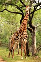 Pirschfahrt im Mkhaya Wildreservat - Giraffe