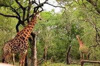 Pirschfahrt im Mkhaya Wildreservat - Giraffe
