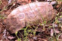 Pirschfahrt im Mkhaya Wildreservat - Schildkröte