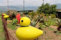 Unterwegs in Swaziland