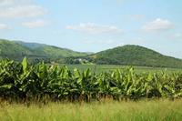 Mpumalanga - Bananenplantagen