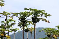 Mpumalanga - Avocado