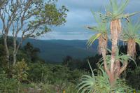 Mpumalanga - Misty Mountain