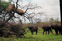 Pirschfahrt mal anders