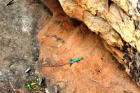 Plattgürteleidechse