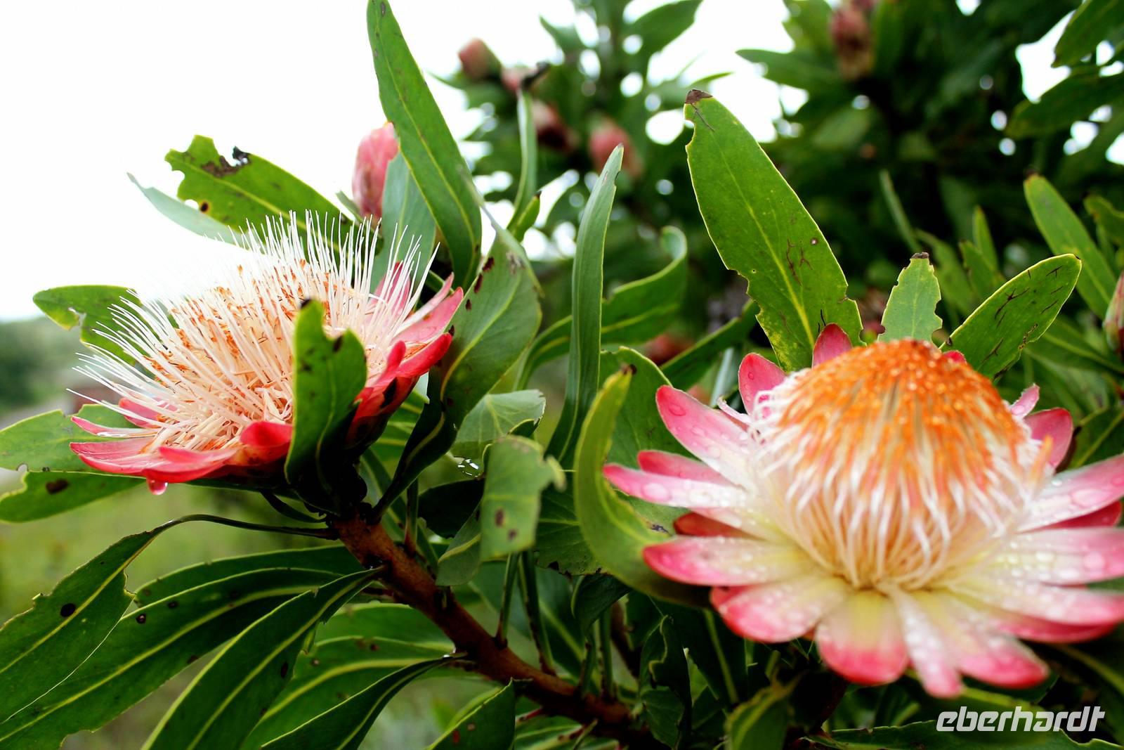 Panoramaroute - Nadelkissenprotea