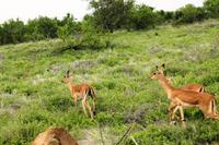 Timbavati Wildreservat