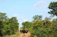 Pirschfahrt im Timbavati Wildreservat