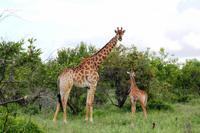 Giraffenmama mit Baby