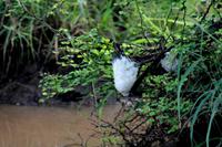 Eiergelege vom spuckenden Frosch