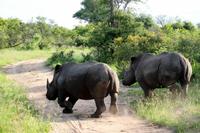 Pirschfahrt im Timbavati Wildreservat