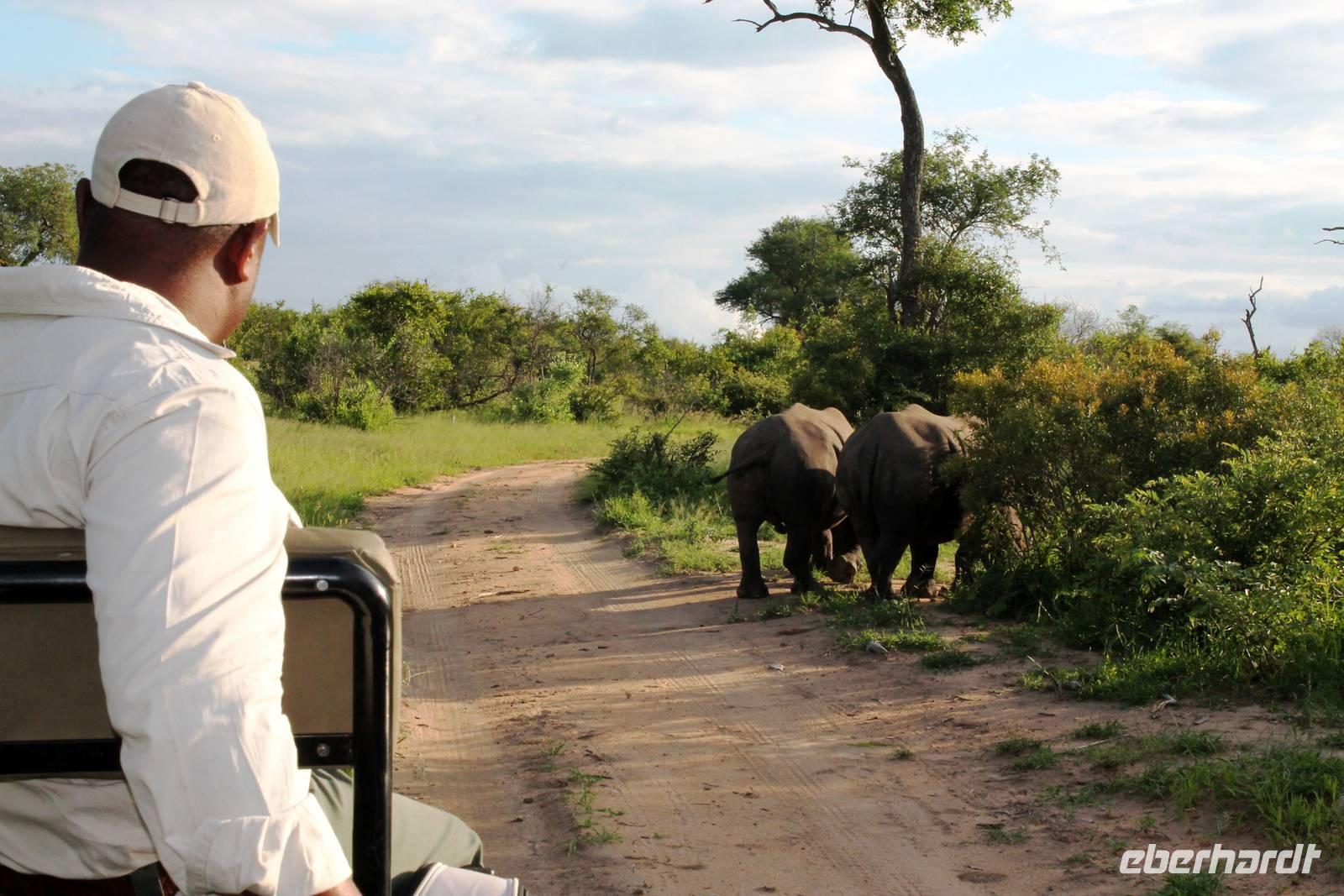 Pirschfahrt im Timbavati Wildreservat