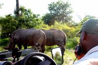 Pirschfahrt im Timbavati Wildreservat