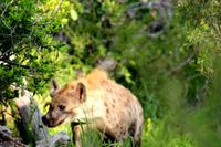 Tüpfelhyäne auf Beutezug