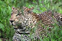 Leopard hat erst einmal verloren