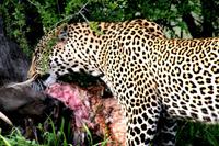 Leopard beim Fressen