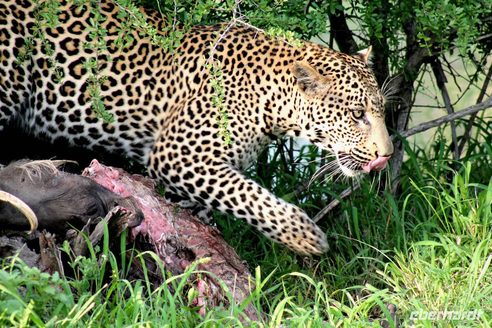 Lecker Warzenschwein!