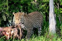 Jetzt schnell nach oben auf den Baum