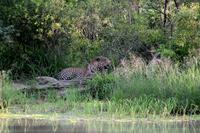 Leopard bei der Verdauungspause