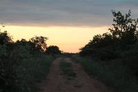 Sonnenuntergang mit Hyäne