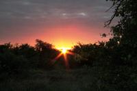 Sundowner im Busch