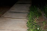 Wegsperre - Felsenphyton