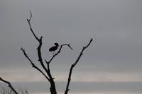 Morgendliche Pirschfahrt im Timbavati Wildreservat - Hammerkopf