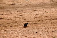 Mistkäfer bei der Arbeit