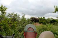 Morgendliche Pirschfahrt im Timbavati Wildreservat