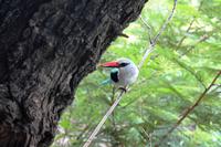 Hausvogel - Simbavati River Lodge