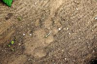 Ja, aber jetzt Hippo-Spuren vorm Zelt