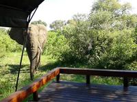 Persönlicher Türsteher - Simbavati River Lodge