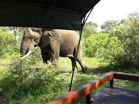 Elefant kennt den Weg