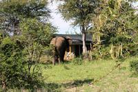 .... zum Wellness und Spa - ob der eine Massage will?