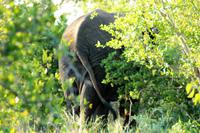 Elefant auf dem Rückzug