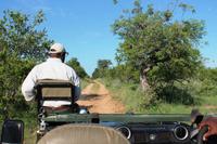 Letzte Safari im Timbavati Wildreservat