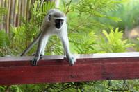 Meerkatze hat auch Hunger