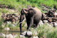 Und zum Schluss, noch einmal Tiererlebnisse