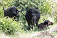 Und zum Schluss, noch einmal Tiererlebnisse