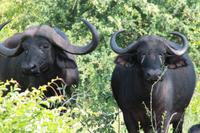 Und zum Schluss, noch einmal Tiererlebnisse