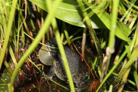 Aufgeblasener Ochsenfrosch