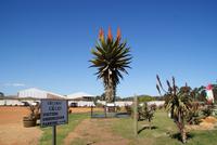 Aloe Vera Farm