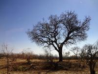 Amarula Baum