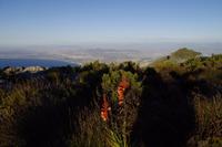 Auf dem Tafelberg