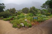 Besuch des Nationalen Botanischen Gartens in Kirstenbosch 
